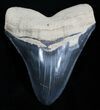 Large + Inch Bone Valley Megalodon Tooth #2001-1
